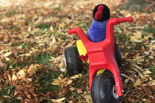 pukeko and leaves